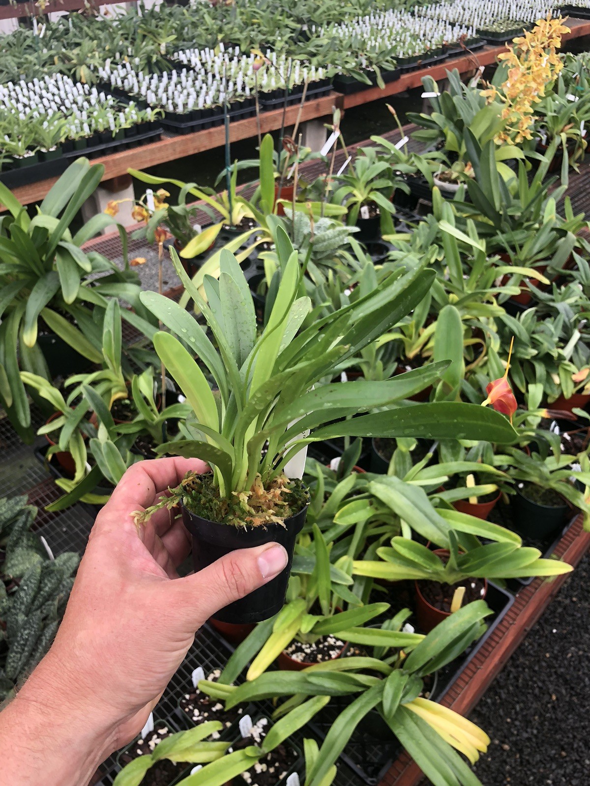 Masdevallia Elven Magic ‘Harford’ Easy Grower