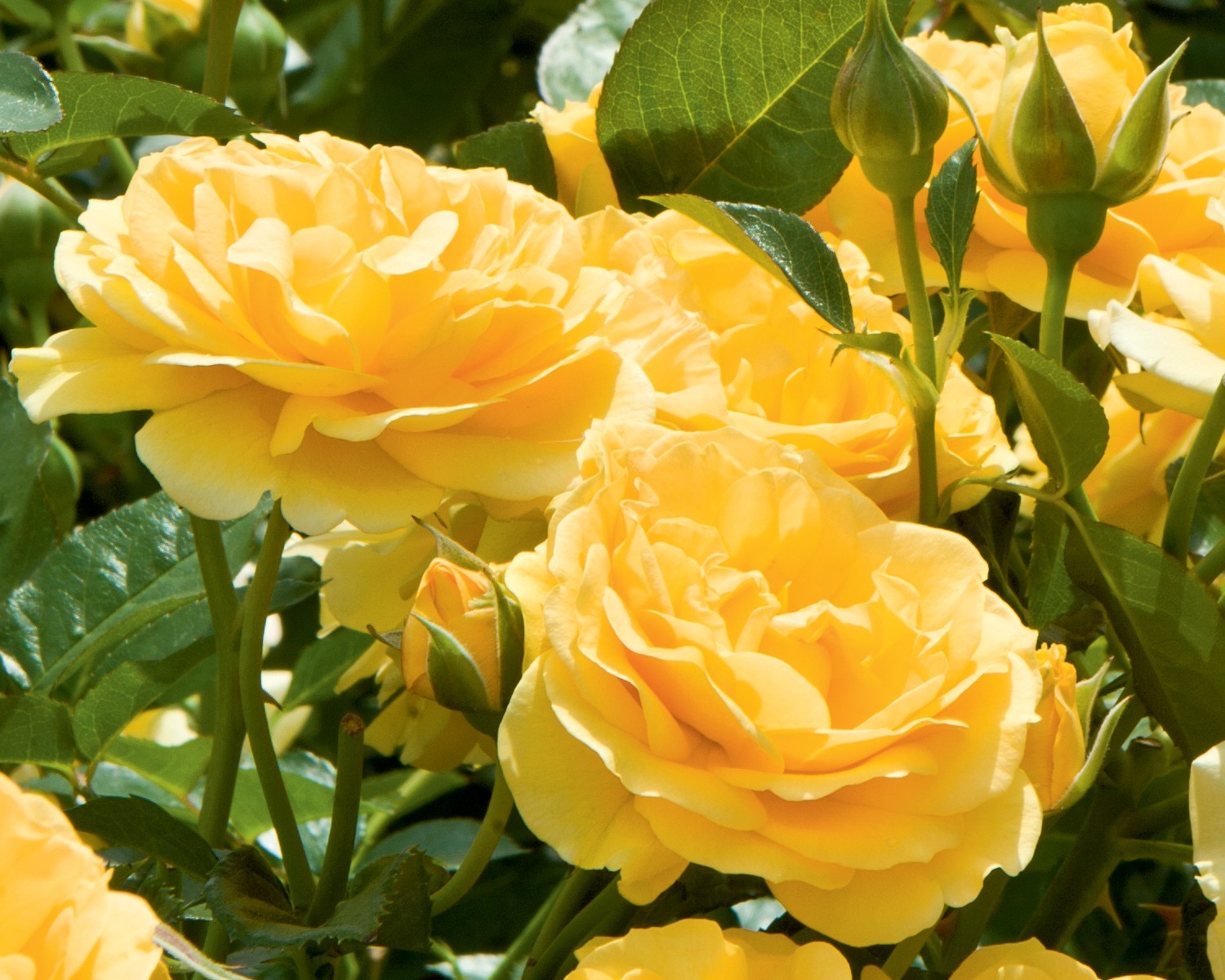 Julia Child Rose 1.5 Gal Potted, Non-Stop Fragrant Yellow Flowers, Own Root