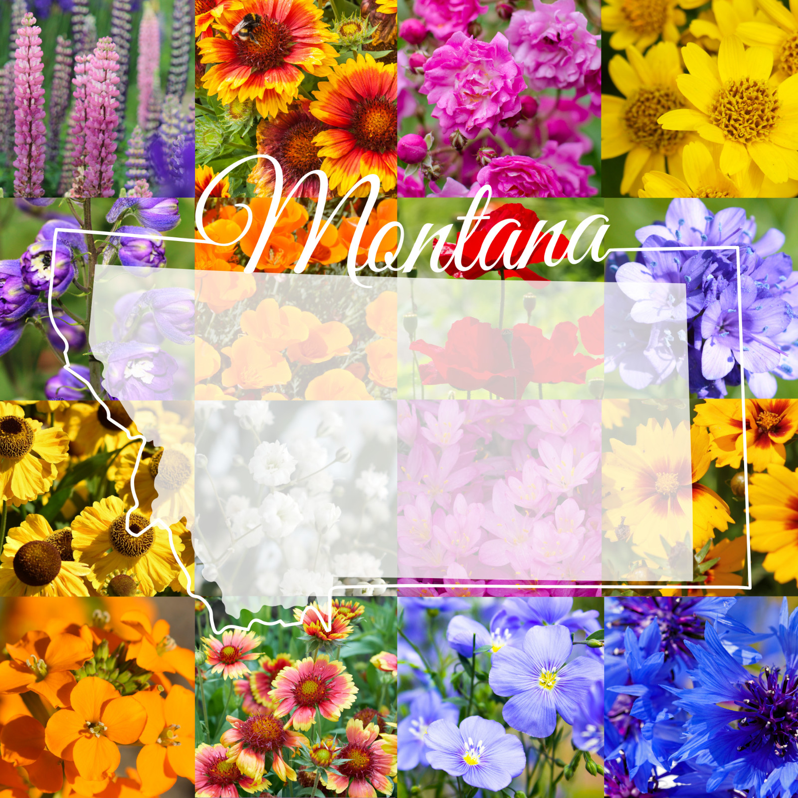 1/2 Pound Montana Bulk Wildflower Seed Mix 1/2lb Covers 1,600sq-ft