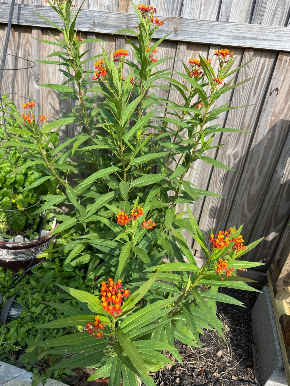 Free Shipping. Butterfly Milkweed Seeds – Ascelpias Tuberosa, Monarch Butterfly,