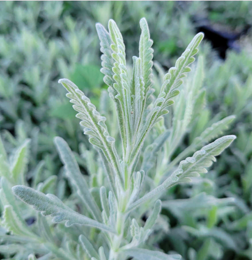 2 Godwins Creek Lavender Plants Live, 3–8″ Tall, Ships No Pot
