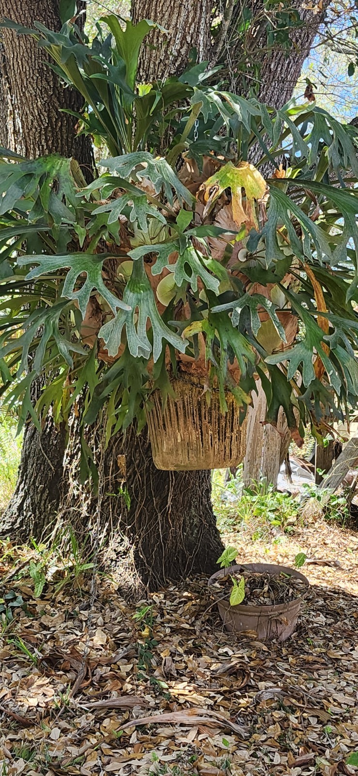 HUGE Staghorn Fern 6 FEET+ WIDE -Tampa/St. Petersburg area -you take down/pickup