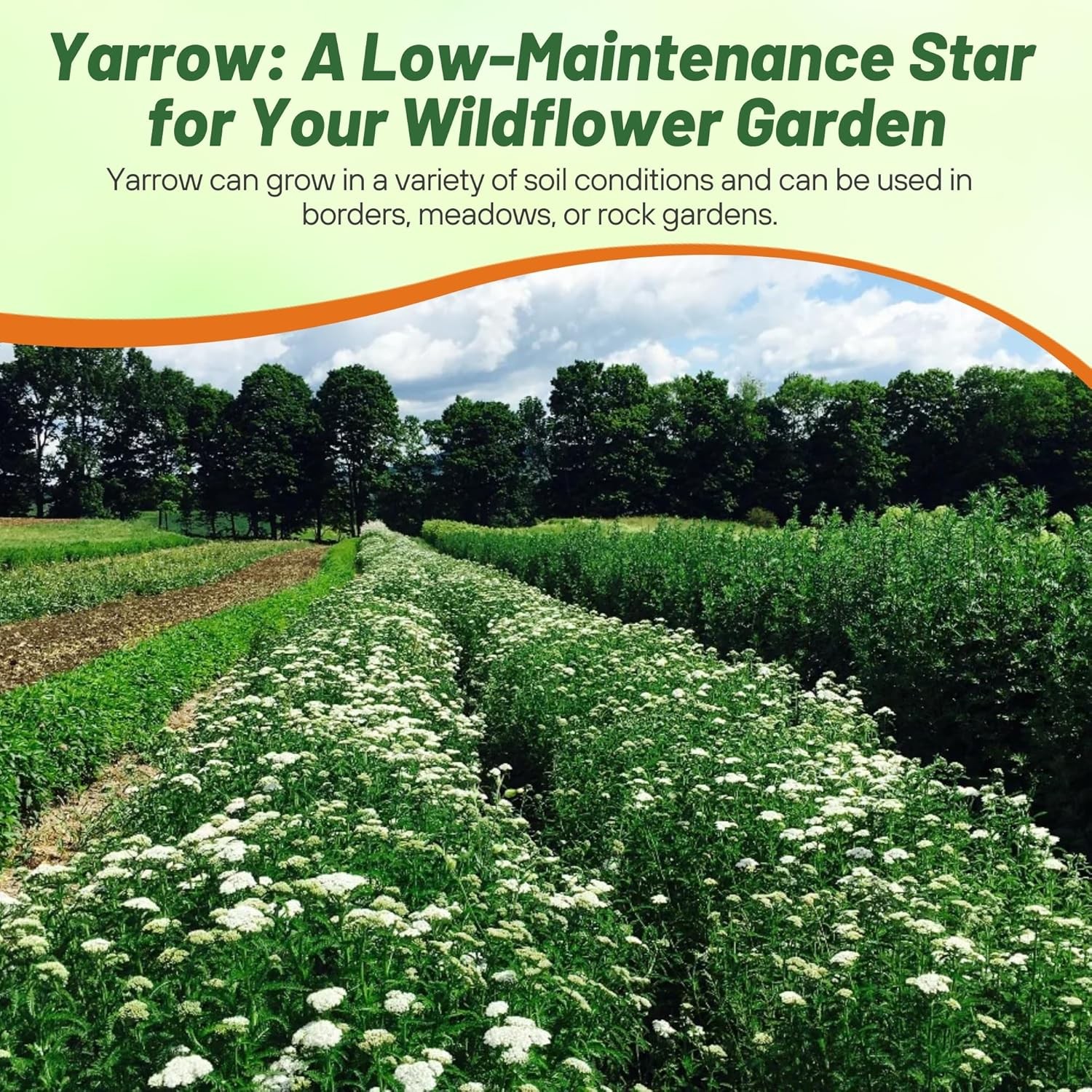 1 LB Achillea White Yarrow Seeds For Planting | Yarrow Wild Flower Seeds