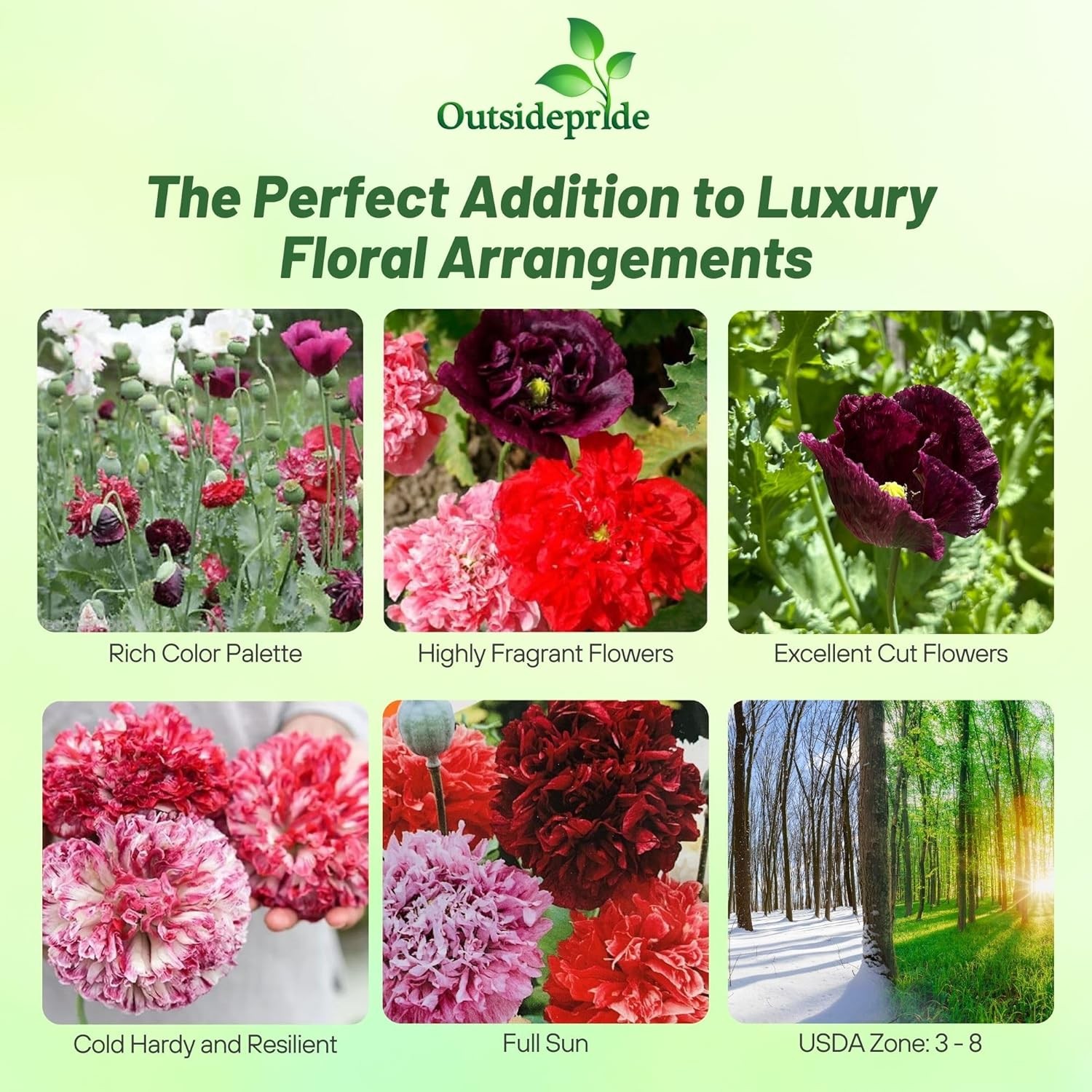 10000 Seeds Peony Seeds Antique Shades Mixture