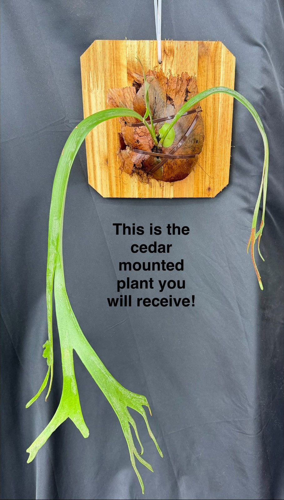 PLATYCERIUM ‘AMAZING’ – one of the BEST willinckiis ever! – cedar mounted