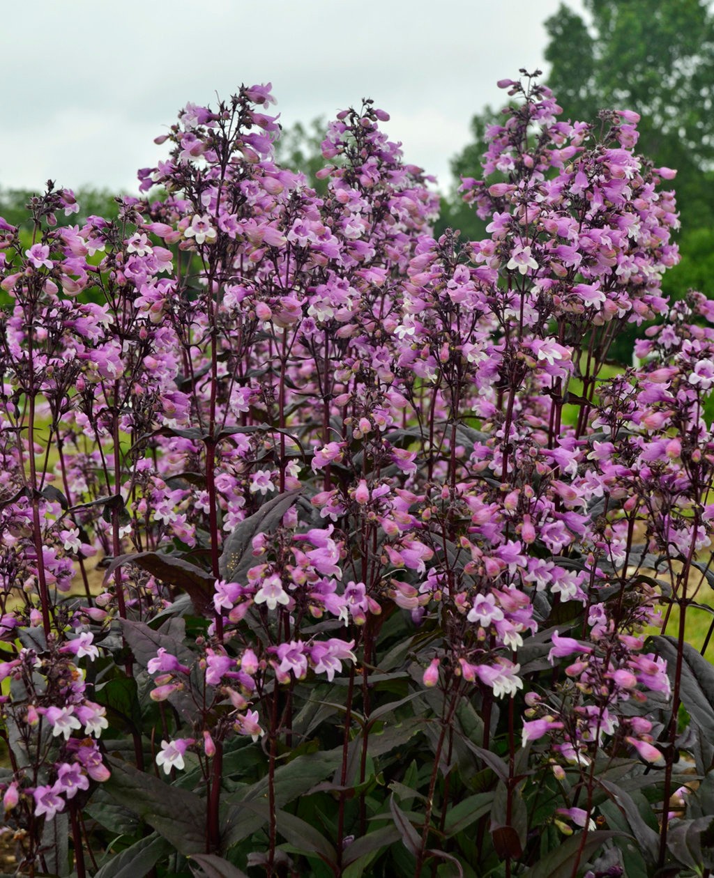 MIDNIGHT MASQUERADE PENSTEMON LIVE STARTER PLANT (BEARDED TONGUE)
