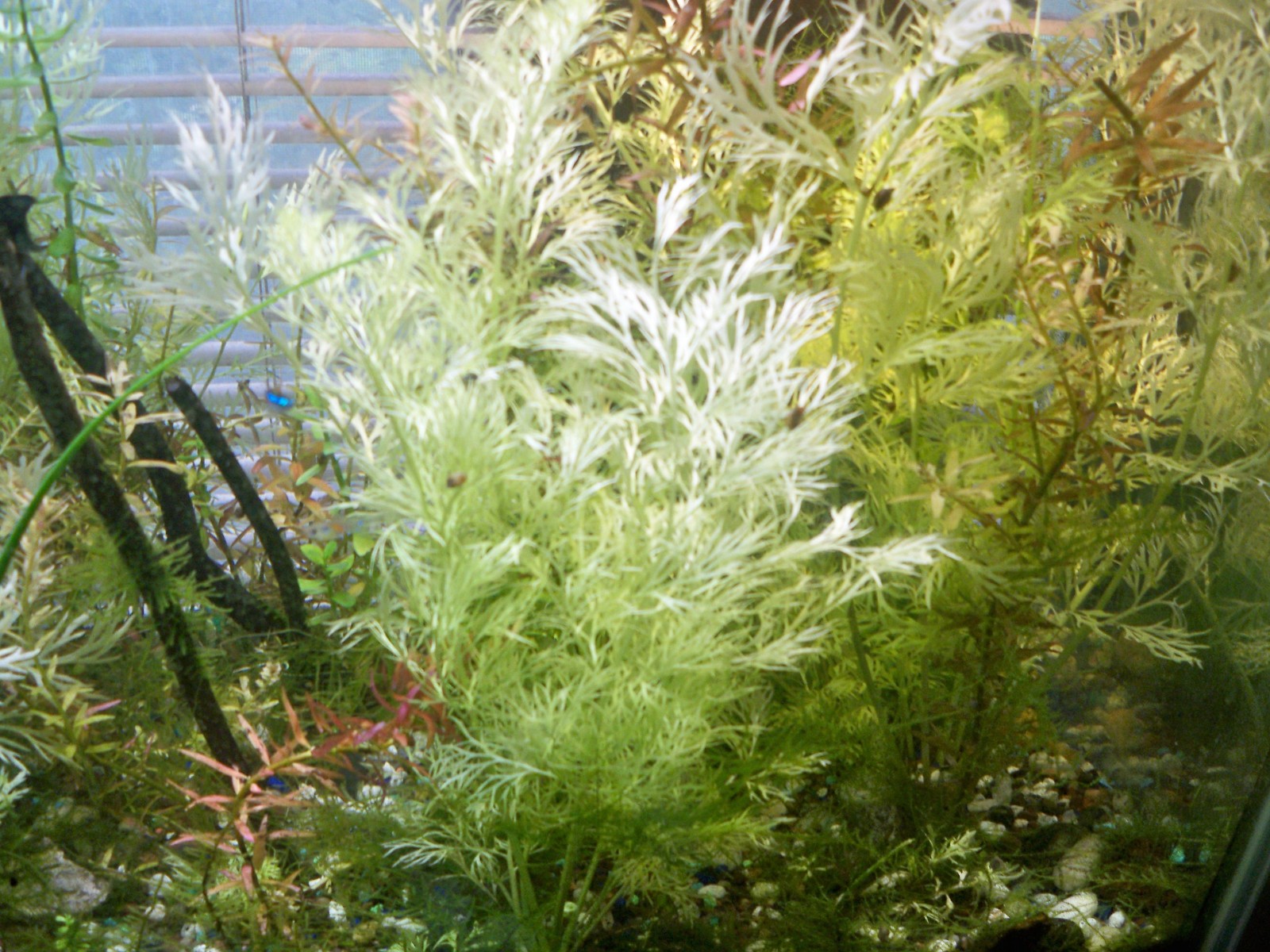 water sprite – 8 to 10 inches long ( with extra pieces