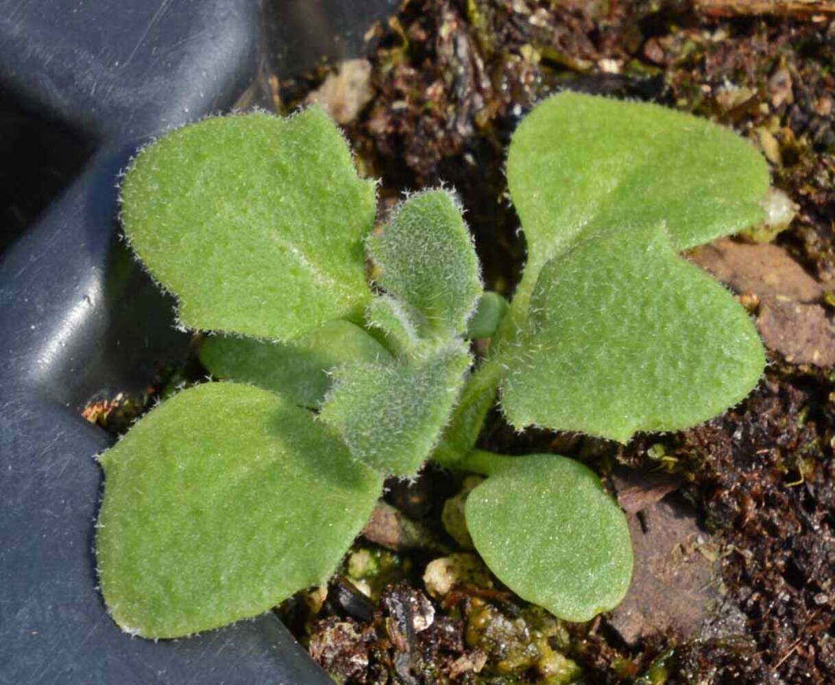 Purple Rockcress Seeds