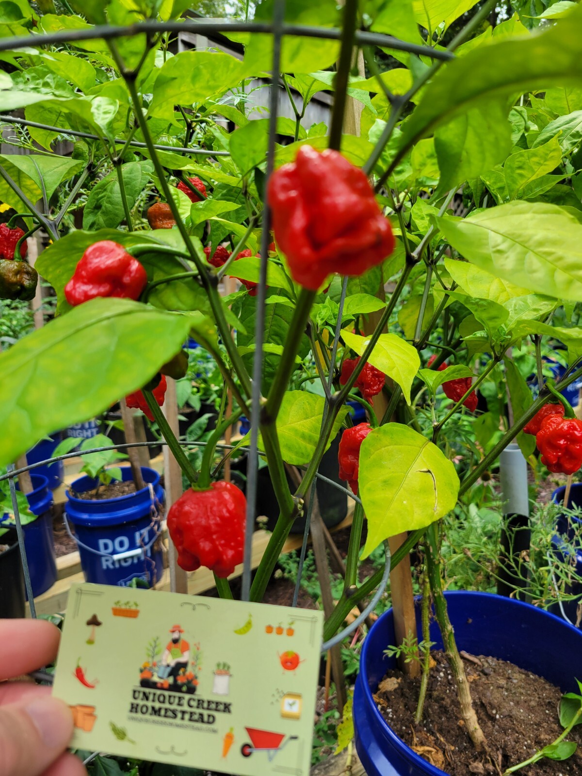 Carolina REAPER Super HOT Pepper Seeds Unique Creek Homestead Certified