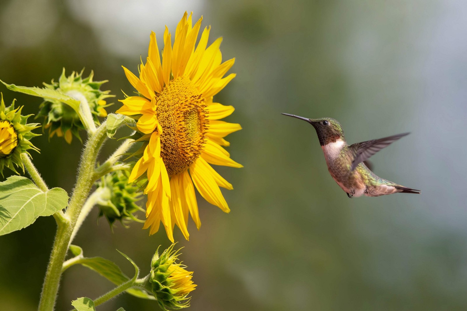 100 BLACK OIL SUNFLOWER Helianthus Annuus Yellow Hummingbird Bird Flower Seeds