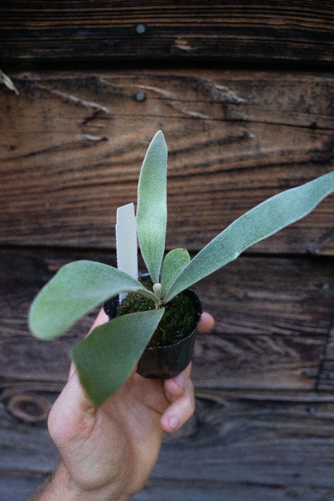 Platycerium veitchii Auburn River cv. ‘Flame’