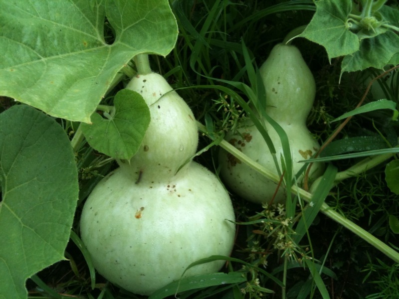 Birdhouse Bottle Gourd Seeds, Lagenaria siceraria