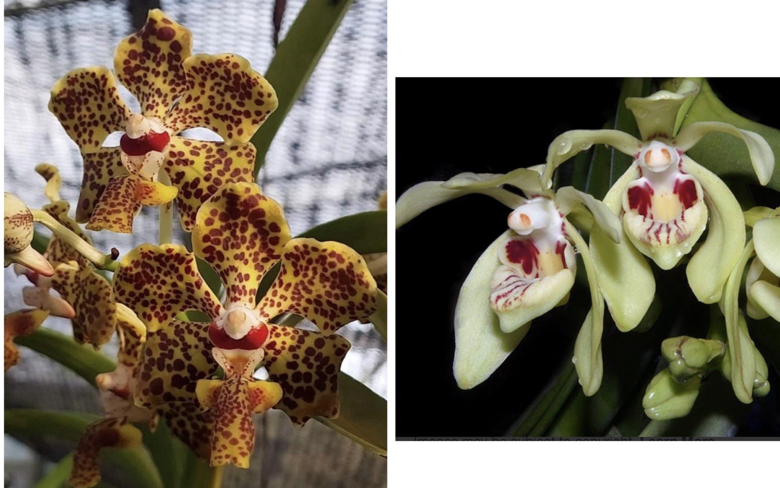 NEW HYBRID Vanda lombokensis x Vanda flavobrunea Fragrant Orchids Seedling
