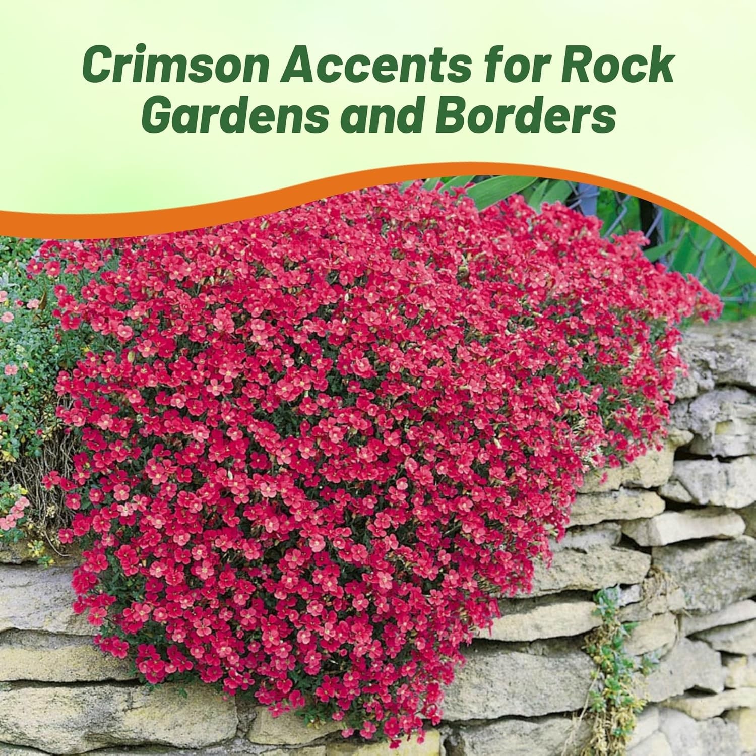 1000 Seeds Red Aubrieta Rock Cress Seed For Planting – Cascading Ground Cover