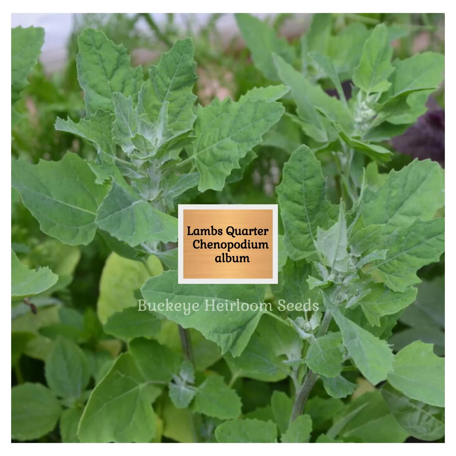Lambs Quarters | 100 Seeds | Super Food | Chenopodium album | Lambsquarters