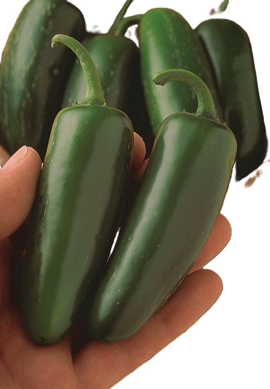 Mucho Nacho Jalapeno F1 Jalapeno Pepper: 10 Treated Seeds, Free Shipping!