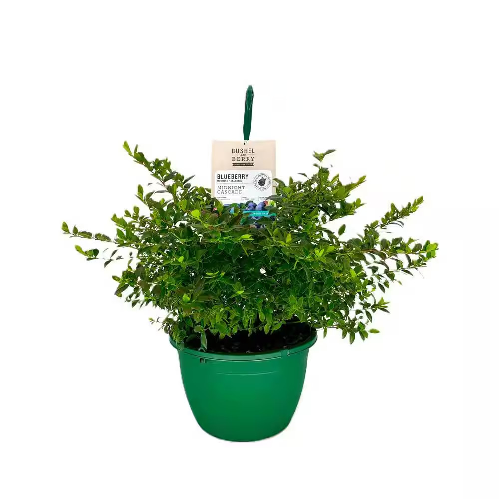 10 In. Bushel and Berry Midnight Cascade Fruit Bearing Potted Blueberry Plant in