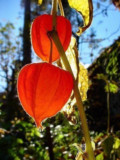 CHINESE LANTERN * PHYSALIS * ORANGE _RED LANTERN * EZ GROWER * DRIED ARRAINGEMEN