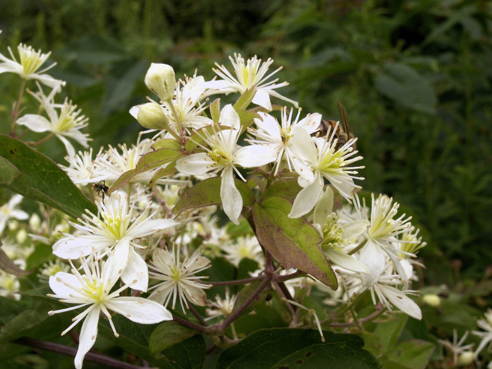 20 WHITE CLEMATIS Virginiana / Virgins Bower Flower Vine Seeds *Flat S/H
