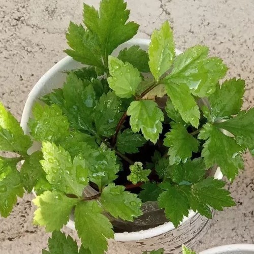 Ashitaba Tomorrows Leaf Angelica Keiskei Japanese 明日草 – Rooted Starter Plants