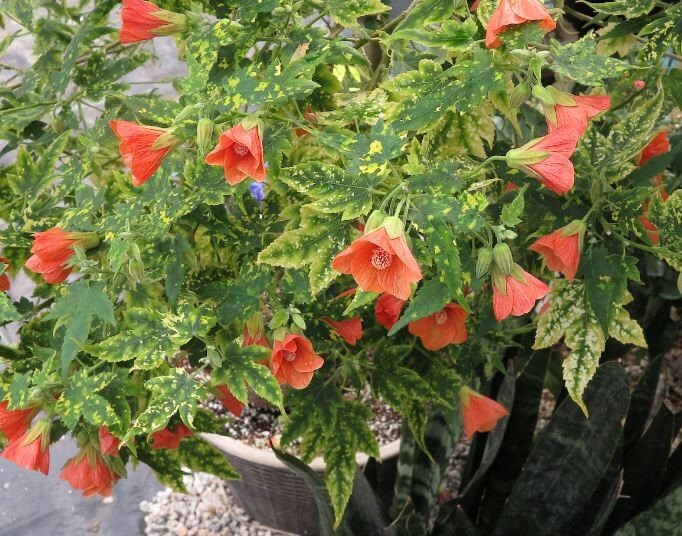 Thompsonii Variegated Peach Abutilon Flowering Maple SMALL ROOTE STARTER Plant