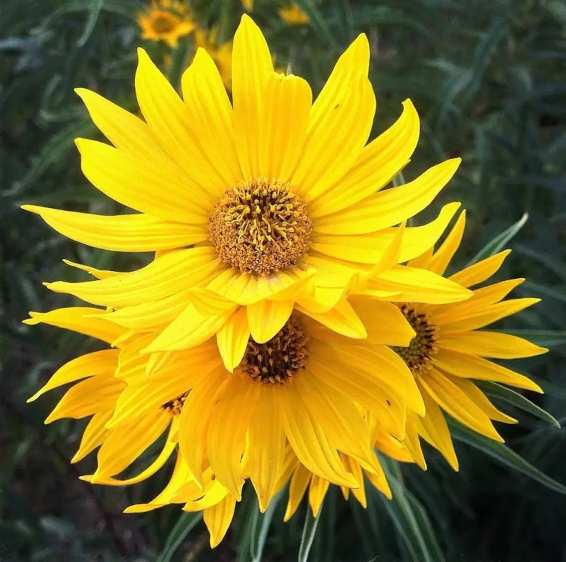 100+ MAXIMILIAN Sunflower Seeds — Perennial – Heirloom – NON GMO —- 7′ + TALL