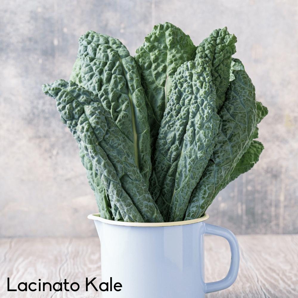 Lacinato Kale Seeds