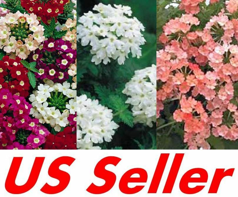 100 Seeds MOSS VERBENA FLOWER FRESH SEEDS B117-B119 Stunning Colors