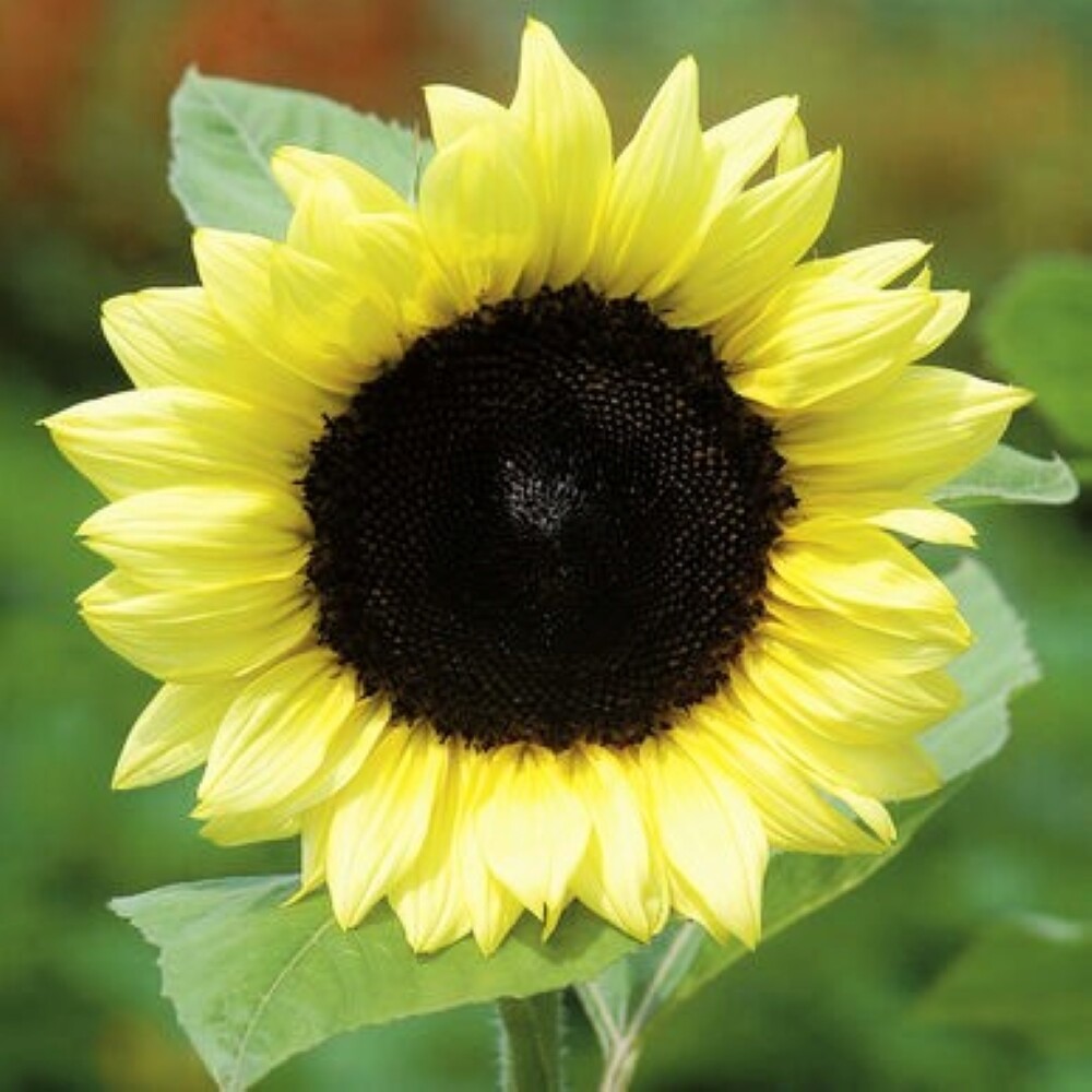 Lemon Queen Sunflower Seeds |Light Yellow Beauty Garden Cut Sun Flower Seed 2024