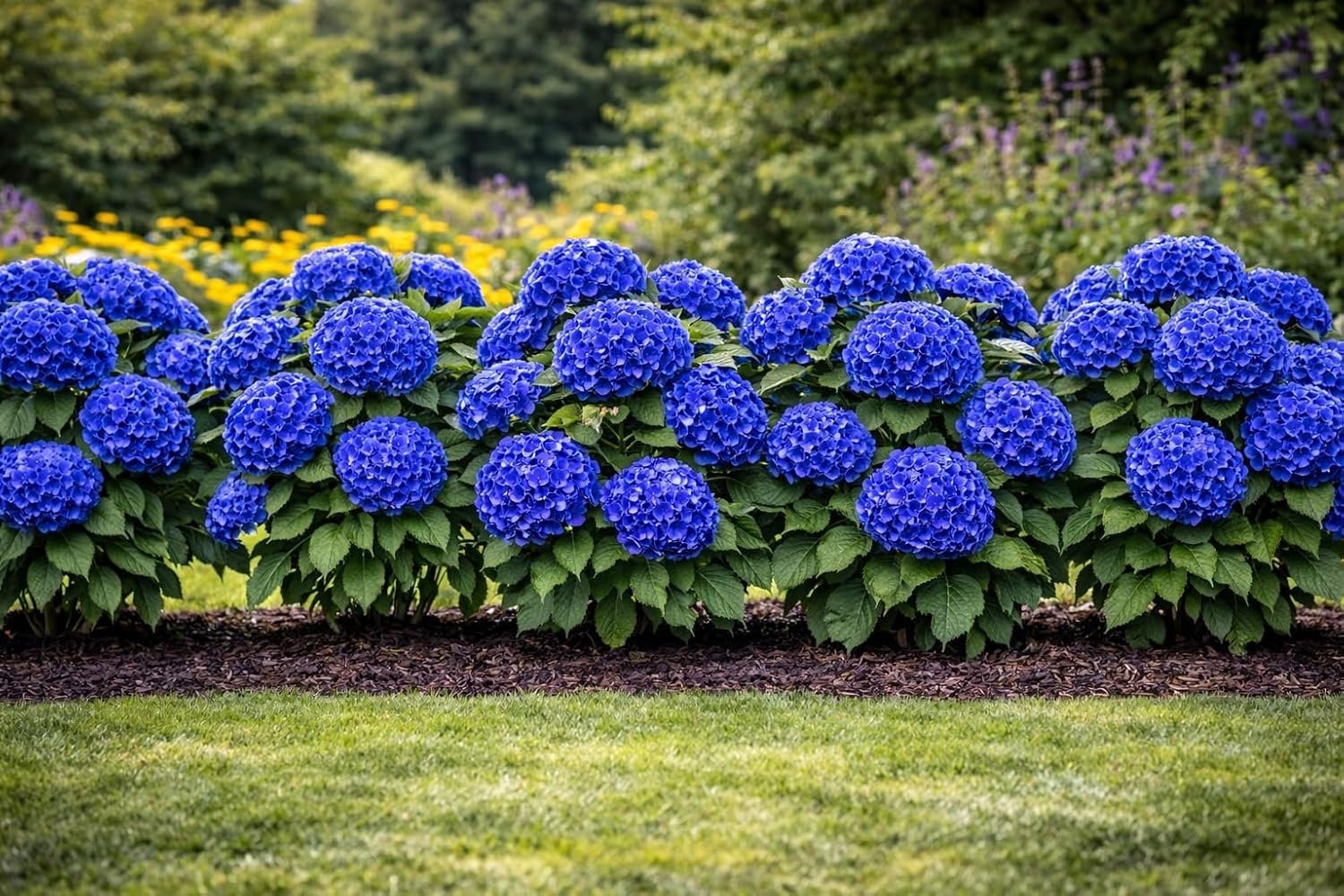 Dark Blue Hydrangea Live Plants for Growing – Dark Blue Mophead (5 Plant)