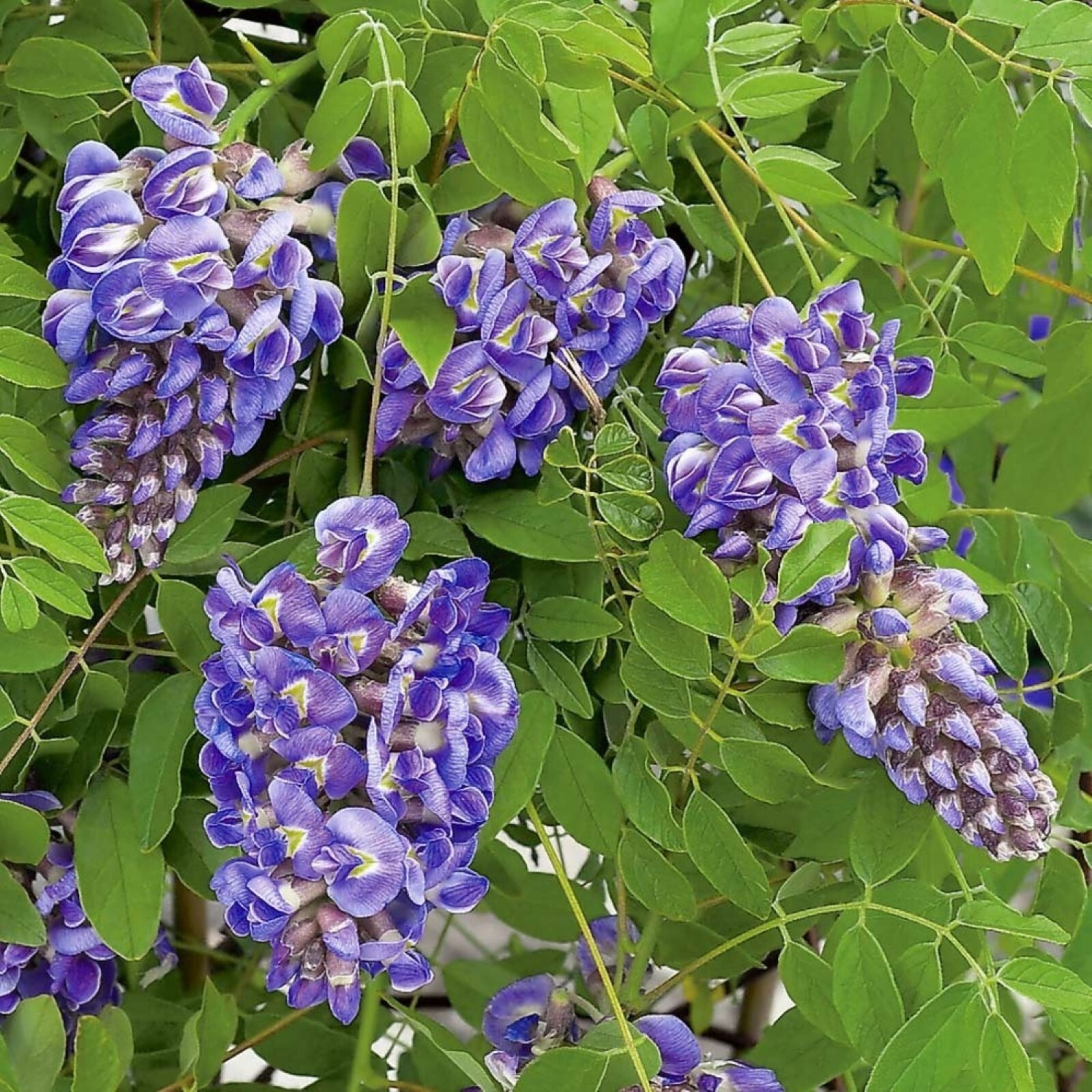 Wisteria frutescens ‘Amethyst Falls’, grafted 1 year old plant