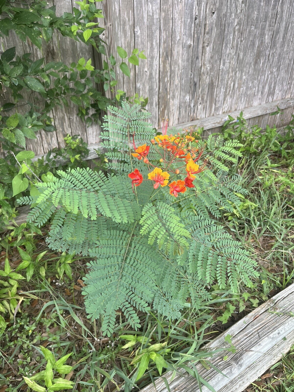 25 Pride of Barbados Seeds, Caesalpinia Pulcherrima, Red Bird of Paradise