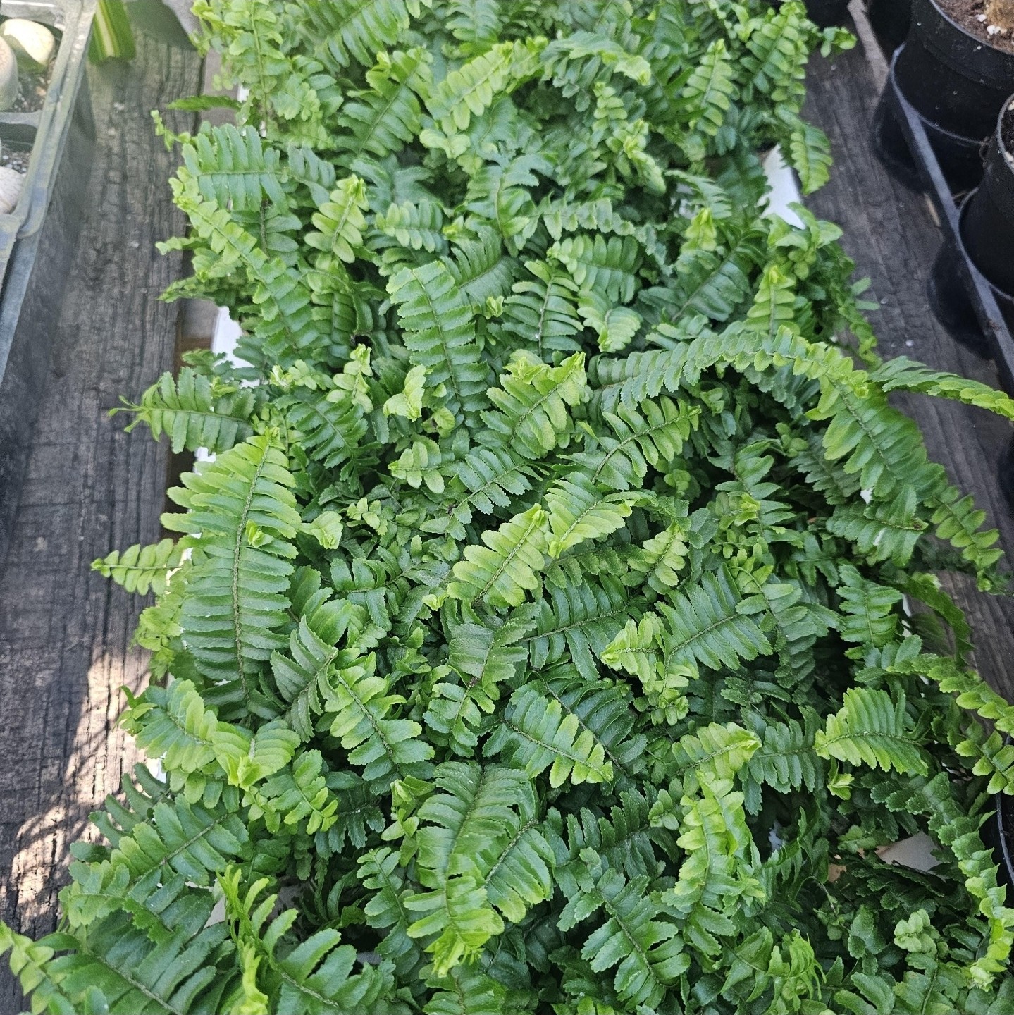 Jester’s Crown Fern | Nephrolepis exaltata | 2in pot