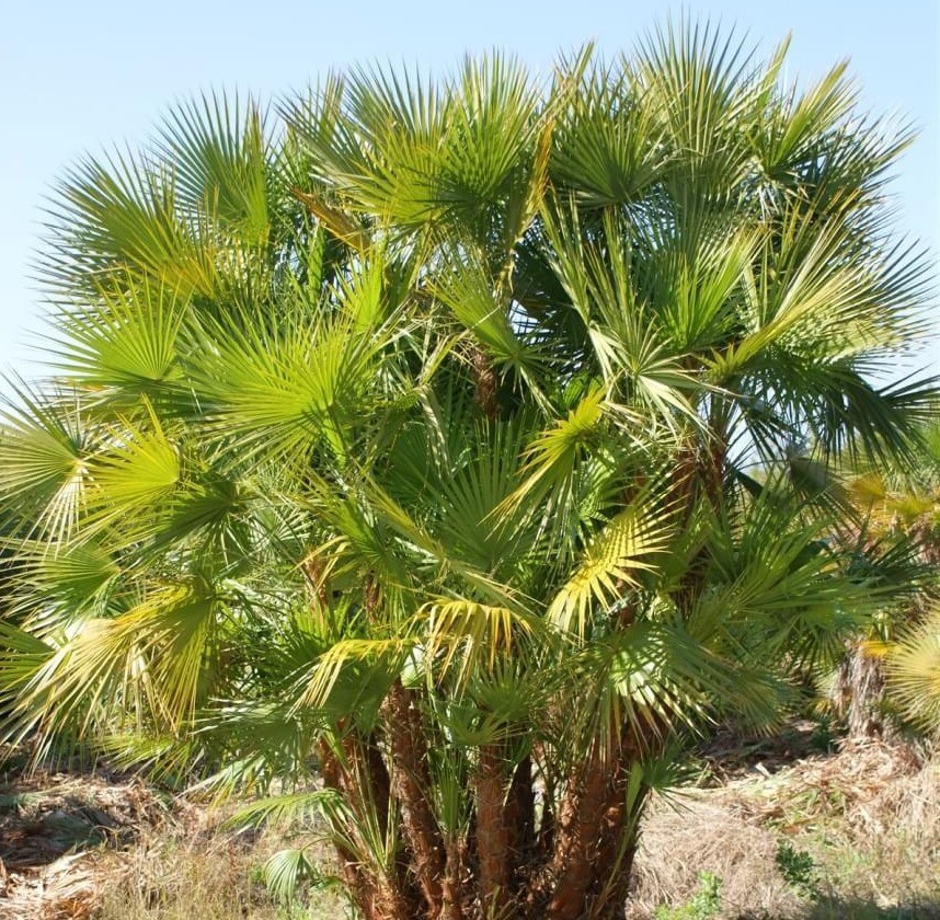 Acoelorraphe wrightii | Paurotis & Everglades & Madeira Palm | 10_Seeds