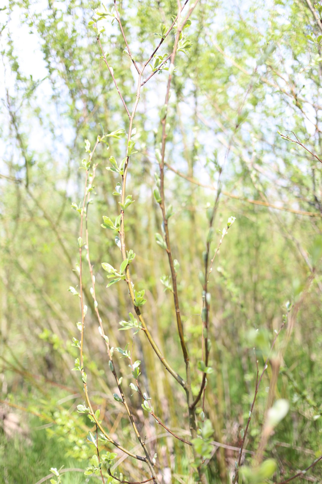 Pussy Willow (Salix) Cuttings – Fresh Spring Budding – Easy to Root