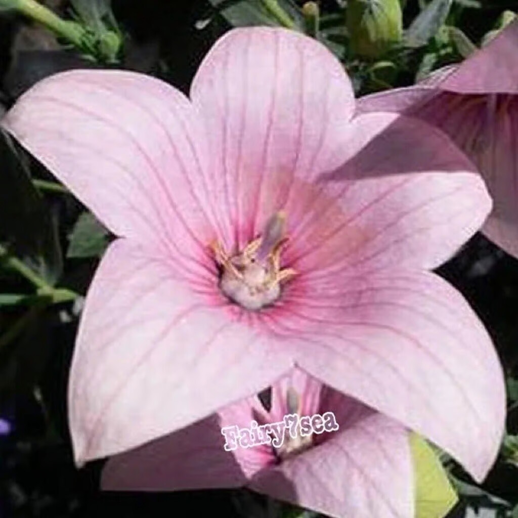 Balloon Flower Seeds – Platycodon Grandiflorus – Rose Balloon Flower