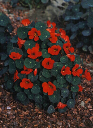 Nasturtium Empress of India 1,000 seeds
