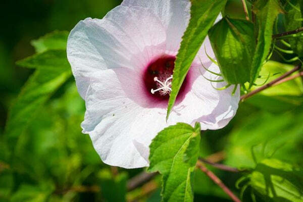 Hibiscus laevis | Soldier Rose Mallow | 10 Seeds