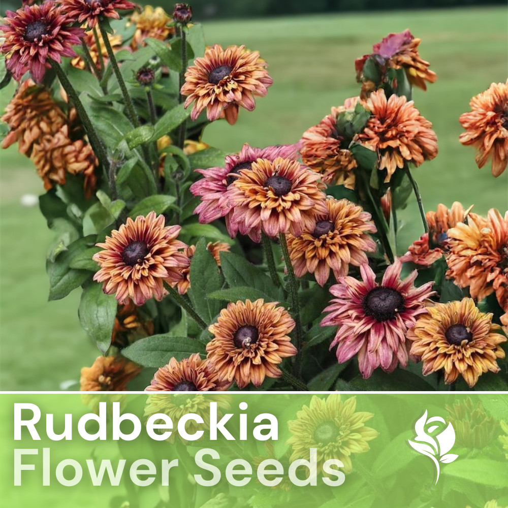 Sahara Summer Hues Rudbeckia Seeds 125+ Seeds Annual Flower Seeds Garden