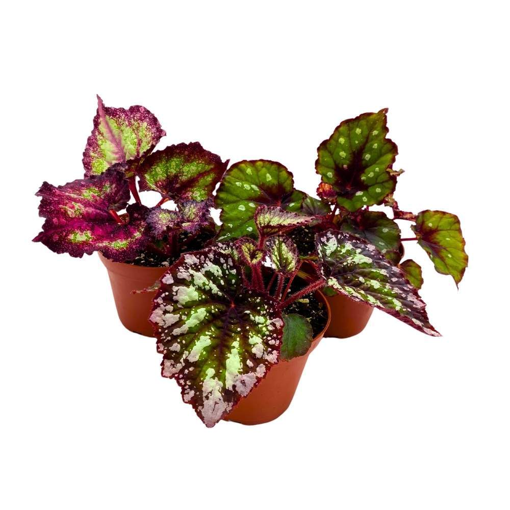 Harmony’s Purple and Green Begonia Assortment 4 inch Set of 3 Harmony Hybrids Sp