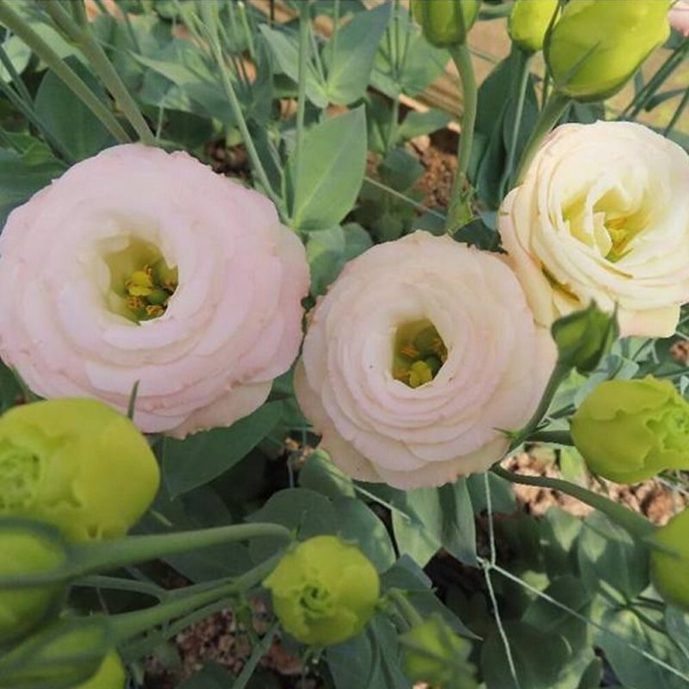 20 EXOTIC rare LISIANTHUS SEEDS for garden exotic flower plant beds USA SELLER