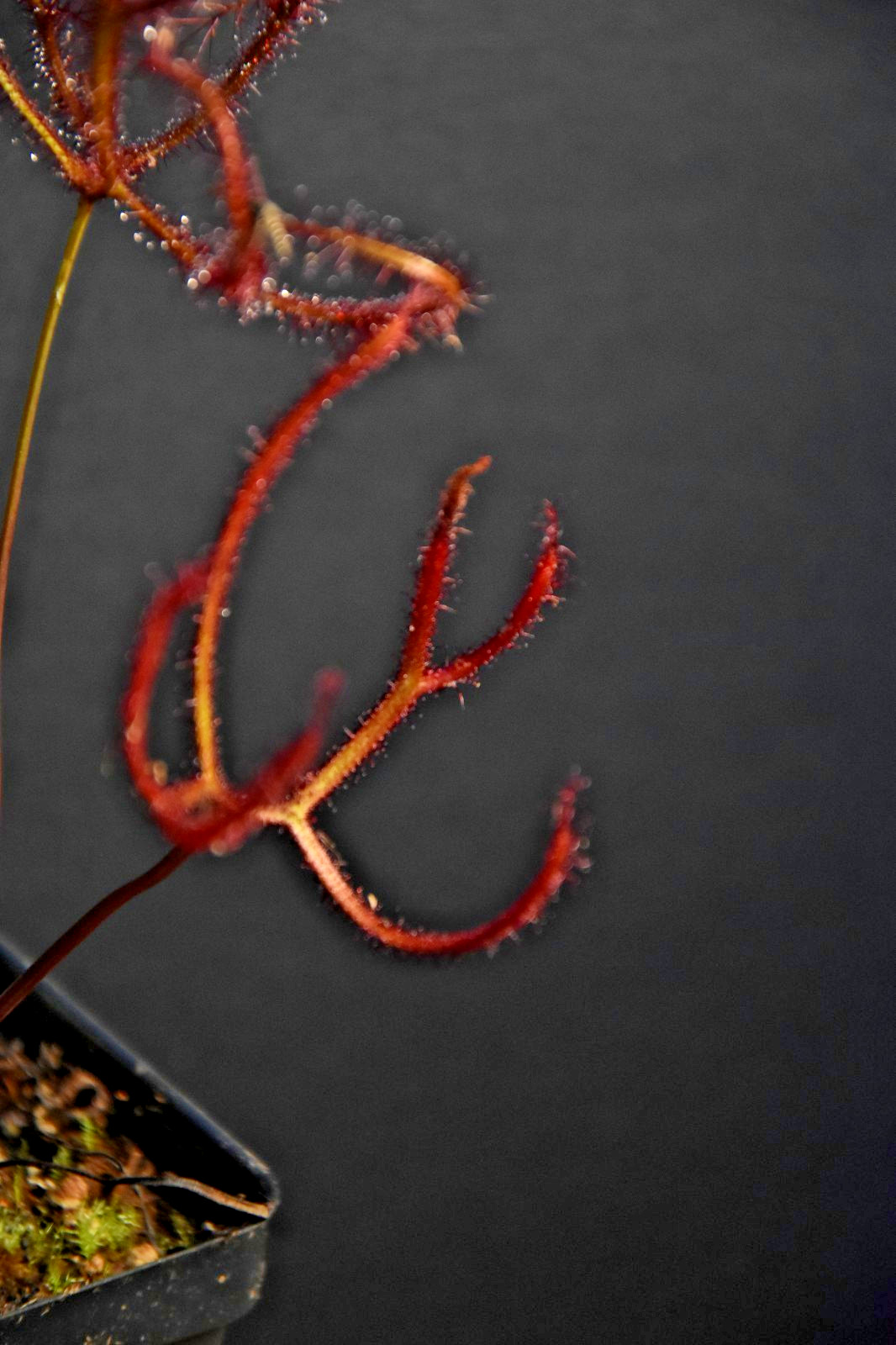 🔥 Adult Drosera binata ‘Marston Dragon’ Gorgeous Burgundy Staghorn Sundew!