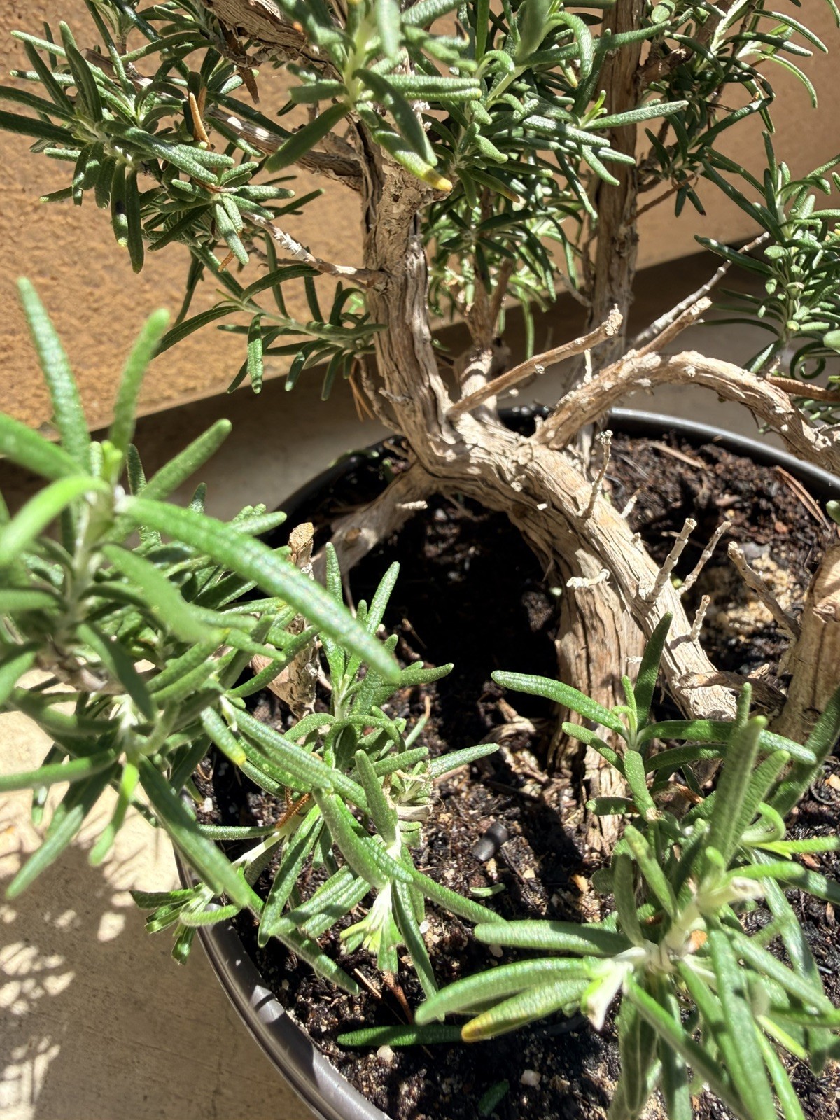 Rosemary Rosmarinus Pre Bonsai Dwarf Shohin Nice Movement Trunk Flowers Fragrant