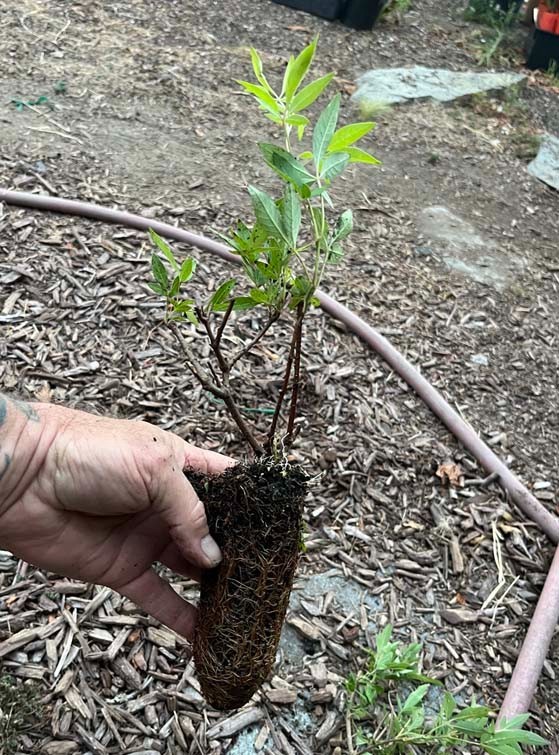Vitex Chaste tree – Live Plants – Lilac Chasteberry