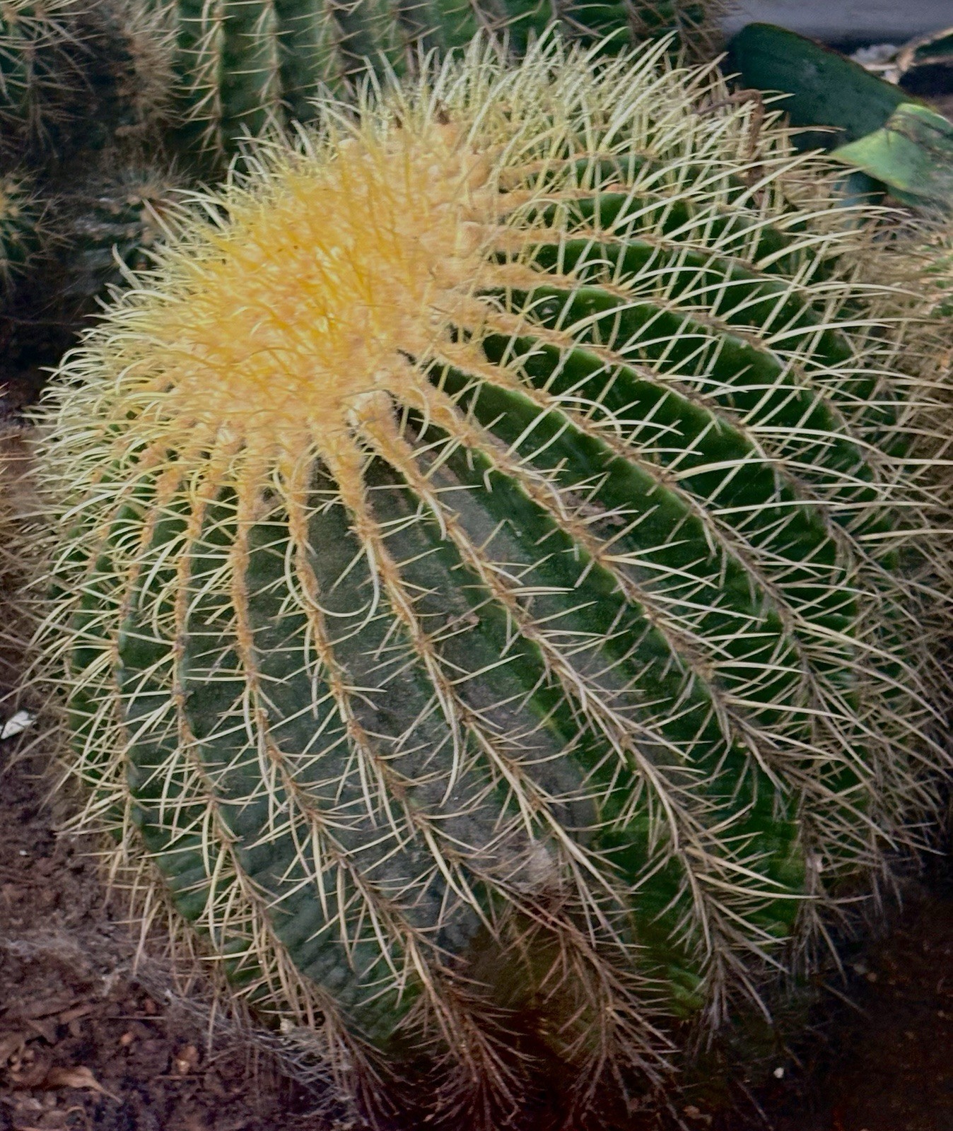 Barrel Cactus Echinocactus Green Yellow Outdoor Plant, Draught Resistant, Thorns