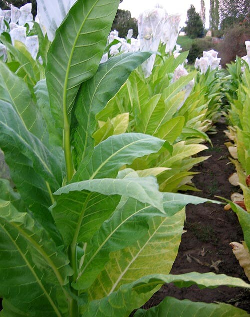 1000 Golden Burley Tobacco Seeds ~ Heirloom Nicotiana Tabacum ~ Flavorful