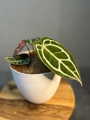 Anthurium Crystallinum by LEAL PLANTS ECUADOR |Green Live House Plants
