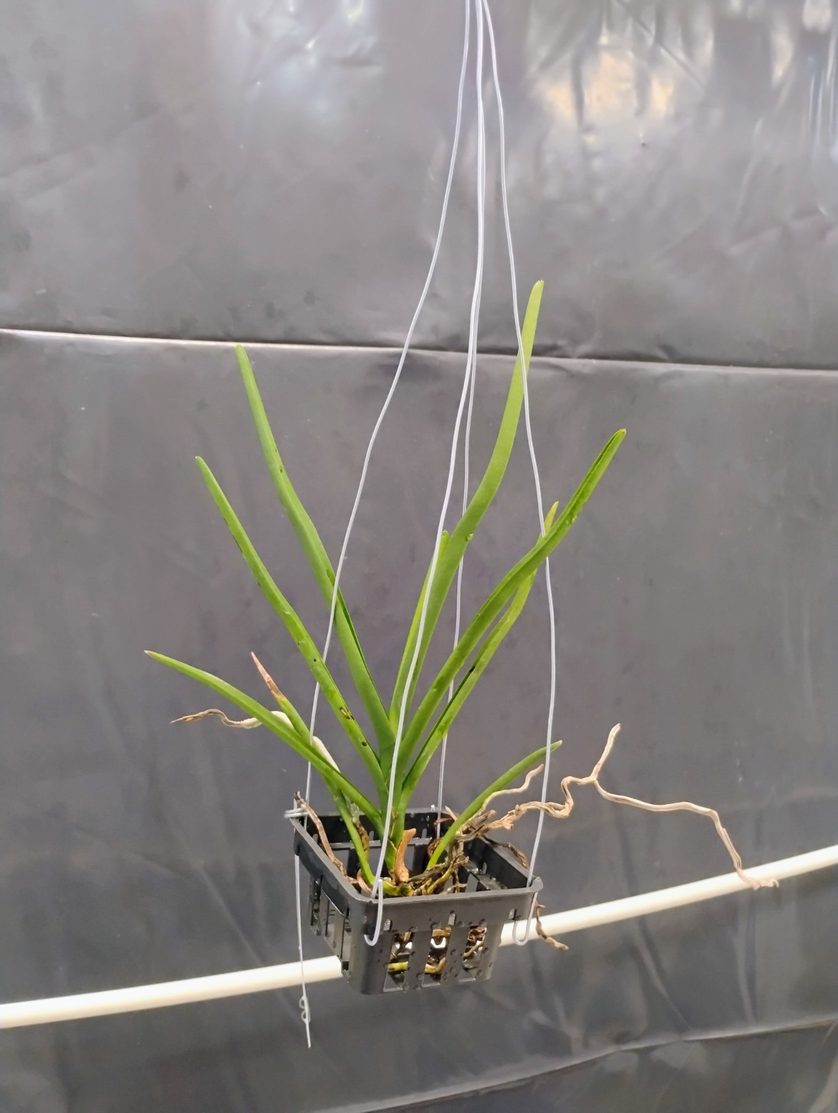 Vanda Orchid – papilionanda hilo rose x bitz heartthrob