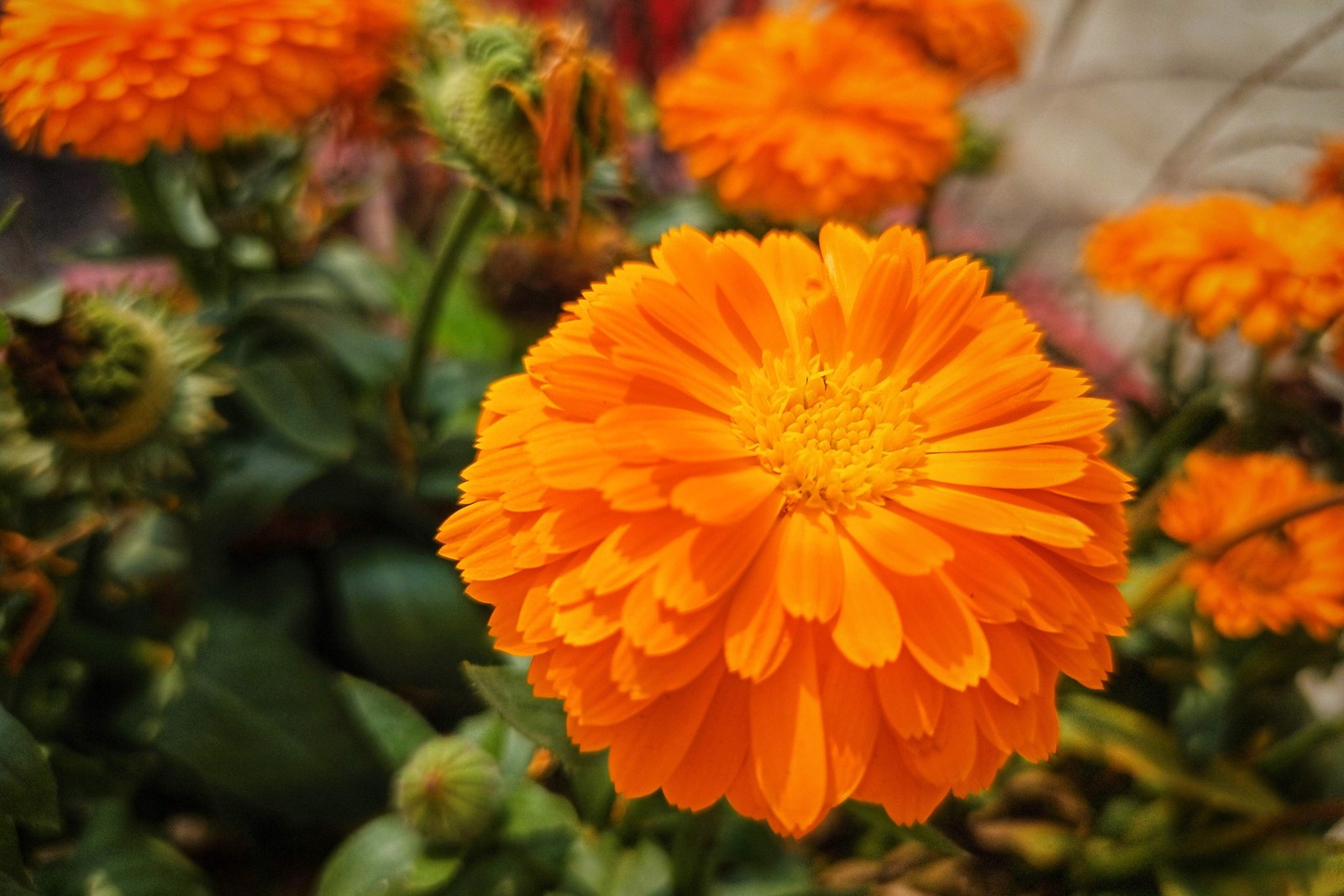 500 Mixed Colors FANCY MIX Pot MARIGOLD Calendula Officinalis Flower Seeds