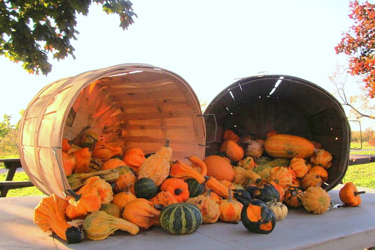 Large Mix Ornamental Gourd Seeds |Decorative Fall Autumn Winter Squash Seed 2025